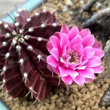 Gymnocalycium mihanovichii -okazałe, różowe kwiaty