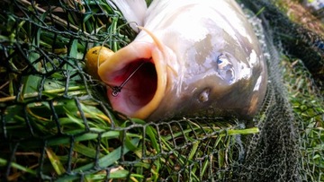 ПОВОДКИ ДЛЯ КАРПА С ВОЛОСОМ НАБОР CARPRUS LEADCORE