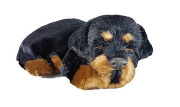 PIES ŚPIĄCY DUŻY PIESEK Rottweiler