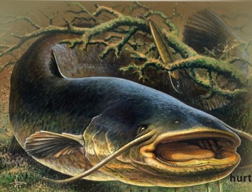 ПЕТУХ ДЛЯ ПРИВЛЕЧЕНИЯ КАТОФОВ «СТАРАЯ РЕКА»