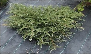 Ширина 320 см, длина 100 м. Коврик Агроканина для камней, коры на склонах