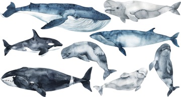 Oceanic World, Wieloryb, Delfin Naklejki Na Ścianę