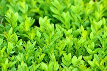 COMPO PODŁOŻE ZIEMIA DO LAWENDY POWOJNIKÓW CLEMATISÓW BUKSZPANÓW LILII