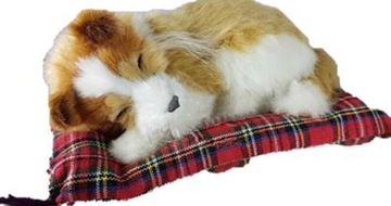 PIES ŚPIĄCY NA PODUSZCE PIESEK MAŁY Collie