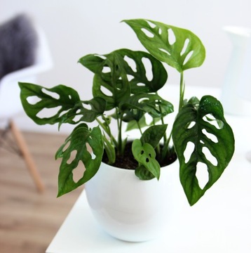 Monstera 'Monkey Mask' - LIŚCIE Z DZIURAMI