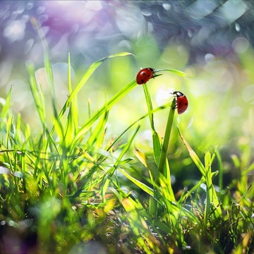 Газонная решетка INOVGREEN IP30 черная 264 шт.