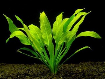 Echinodorus amazonicus Żabienica akwa_fan
