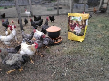 LYOSKA G LOAD, Комбикорм, корм для кур-несушек, 25КГ