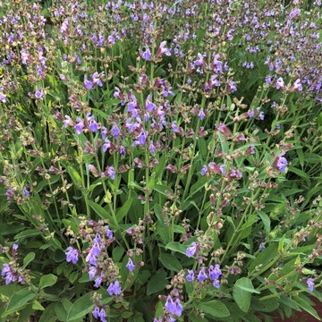 ТРАВЫ ДЛЯ ВАНН и ухода за ногами травяная смесь на выбор