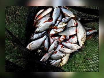 Летучая мышь MISTRALL ZINO COMPETITION WOLE 5м / 10-30г