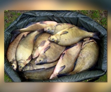 Wędka Lamberta Feeder 390 cm 100g