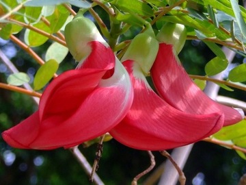 TURI WIELKOKWIATOWE SESBANIA GRANDIFLORA 5 NASION