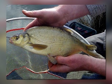 BAT MISTRALL ZINO COMPETITION POLE 4m / 10-30g