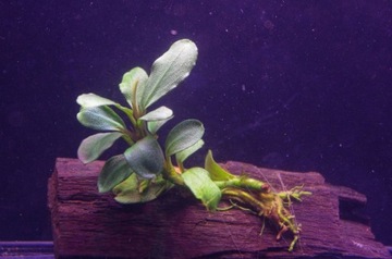 Bucephalandra SP. HODOWLA PODWODNA