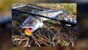 KOPYTO RIPPER SAVAGE GEAR CANNIBAL 15cm / 33g