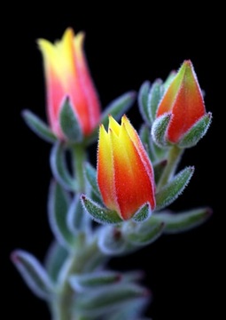 Echeveria setosa 'Rundelii' - эффектное цветение.