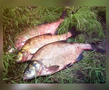 BAT MISTRALL SICATA COMPETITION POLE 6m / 10-25g