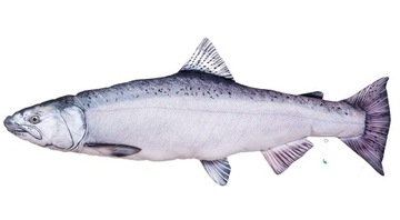 GABY pluszak ryba zabawka poduszka CHINOOK 90cm