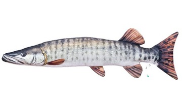 GABY pluszak ryba zabawka poduszka MUSKIE 80cm