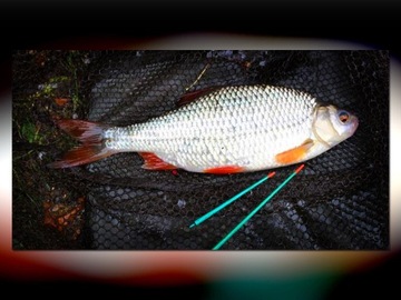 Летучая мышь MISTRALL ZINO COMPETITION WOLE 5м / 10-30г