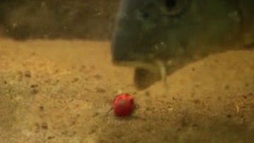 Пресс для наживки MISTRALL LARGE XL