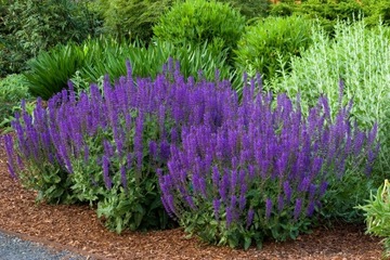SZAŁWIA LEKARSKA (SALVIA OFFICINALIS) - 70 NASION