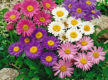 ASTER ALPEJSKI ALPINUS - MIX KOLORÓW 100 NASION