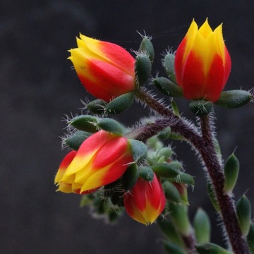 Echeveria setosa 'Rundelii' - efektowne kwitnienie