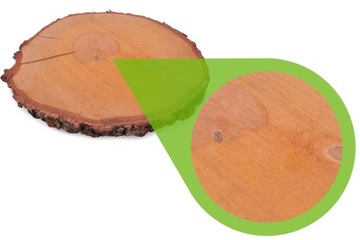 Plastry drewniane 33-38 cm BRZOZA