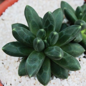 Pachyphytum Compactum - геометрический суккулент S