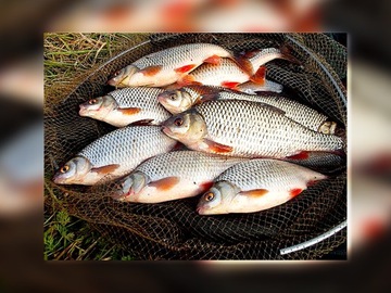 BAT MISTRALL SICATA COMPETITION POLE 6m / 10-25g