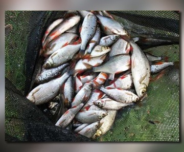 BAT MISTRALL ZINO COMPETITION POLE 4m / 10-30g