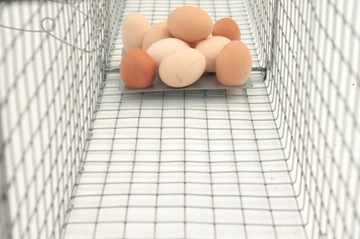 ЖИВОЛОВКА ДЛЯ МУЖЧИН, ЛОРСКАЯ, КРЫСА, 65х17х20 СМ, КОРРОЗИОННАЯ УСТОЙЧИВОСТЬ