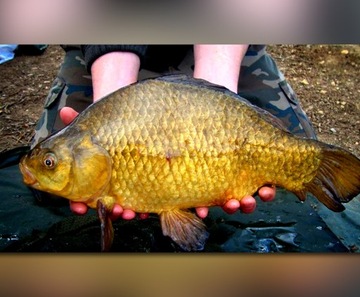 БОЛОНКА MISTRAL ZINO BOLOGNESE ROD 4м / 10-30г