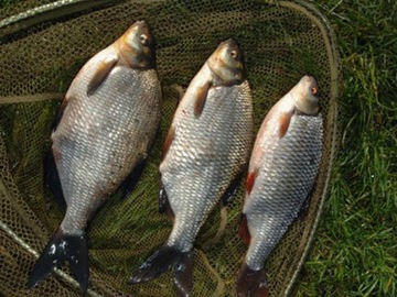 БОЛОНКА MISTRAL ZINO BOLOGNESE ROD 4м / 10-30г