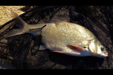 ТРУБКА ПРОТИВ ЗАПУТАНИЯ MISTRAL 10см С КАМЕНЬКОМ БЕЗОПАСНОСТИ