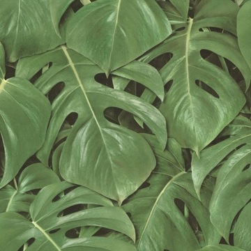 Обои Раш 441802