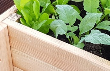 ЗЕЛЕНАЯ ГРУППА ОВОЩНОЙ ЯЩИК ТРАВБА ПРОВЕРЯЕТ ТОЛСТУЮ ДОСКУ + СЕМЕНА