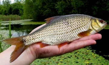 РУЧКА MISTRALL ATLANTIS COMPETITION SLED 3м / 5-25г