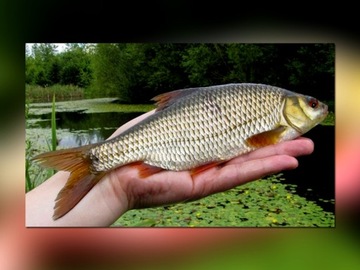 УНИВЕРСАЛЬНАЯ КАТУШКА MISTRALL TOREX FD 3000