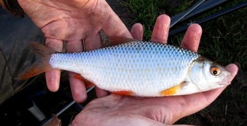 БОЛОНКА MISTRAL ZINO BOLOGNESE ROD 4м / 10-30г