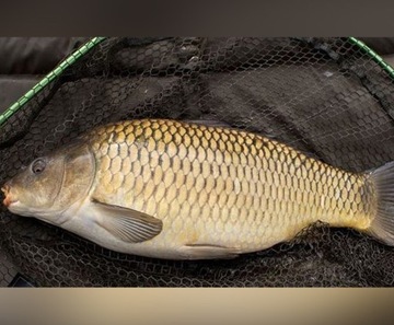 WĘDKA GRUNTOWA MISTRALL ZINO FEEDER 3,30m / 120g