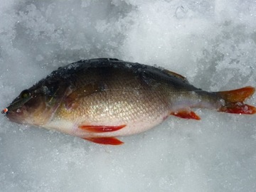 СКРЕБОК ДЛЯ РЫБЫ MISTRAL СКРЕБОК ДЛЯ ОКУНЯ