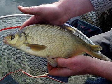 Удочка БОЛОНКА MISTRAL TORELLA BOLOGNESE 7м / до 30г