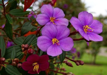LEPIDOTA TIBOUCHINA KRÓLOWA ANDÓW 10 NASION