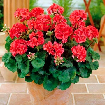 PELARGONIA RABATOWA MIX KOLORÓW 10 NASION