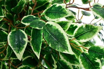 ИСКУССТВЕННЫЕ ДЕРЕВЬЯ ЦВЕТЫ ФИКУС БЕНДЖАМИНА ЦВЕТОЧНЫЙ ГОРШОК ДЕРЕВО ЛИСТЬЯ НОМЕР В ОТЕЛЕ 135