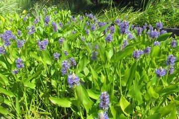 Pontederia cordata - Выкладывайте в пруд АКЦИЯ!