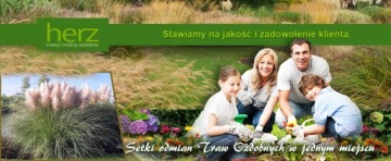 Hakonechloa macra Stripe It Rich — декоративная трава, саженец P9