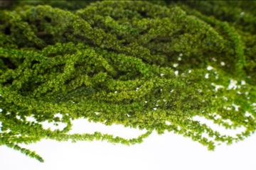 ВЕС СТАБИЛИЗИРОВАН ДЛЯ ИЗОБРАЖЕНИЙ ИЗ МХА ХРОБОТЕКА